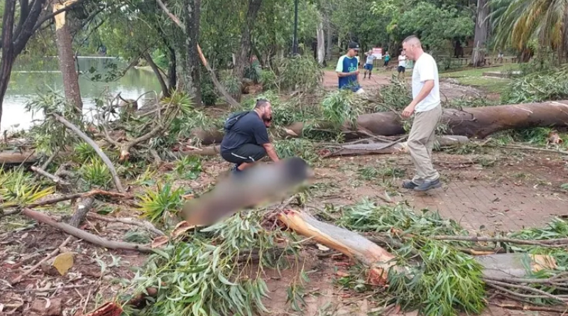 Árvore cai na Lagoa do Taquaral, atinge duas pessoas e mata criança de 7 anos em Campinas