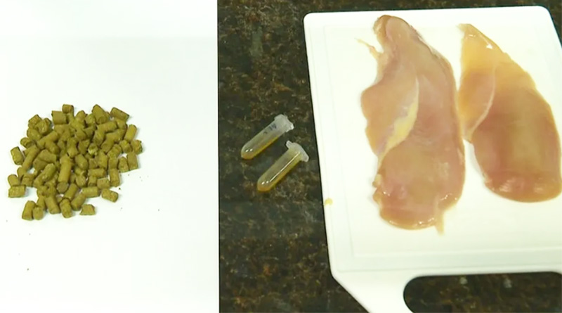 Pesquisa da USP troca antibiótico para frangos por extrato do lúpulo