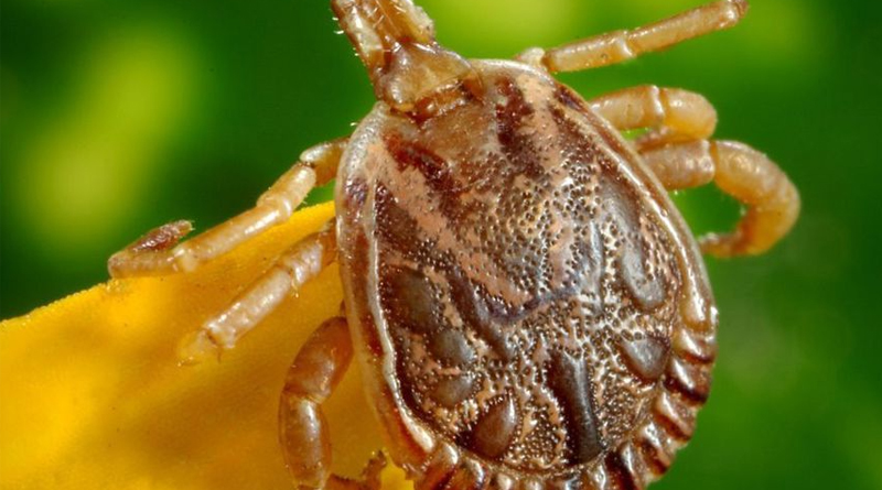 Febre maculosa: veterinário explica como carrapato ‘procura’ por hospedeiros