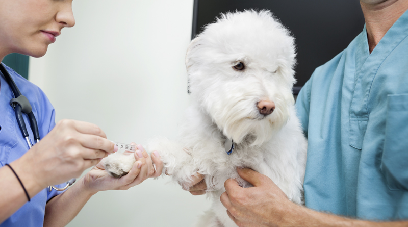 Exames diagnósticos veterinários regulares podem salvar a vida dos pets