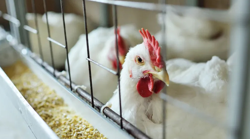 Governo de SP é nono estado a declarar emergência zoossanitária por casos de gripe aviária