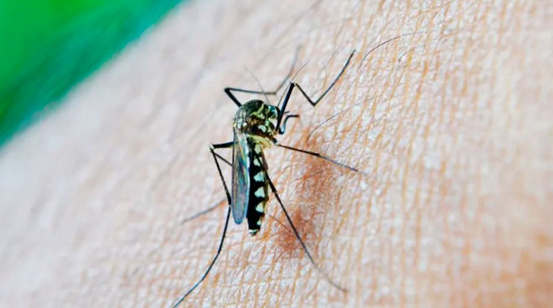 Vacina contra chikungunya vai ajudar no controle dos casos, diz infectologista