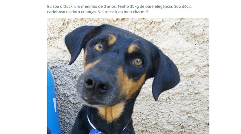 Arteris Intervias lança página para divulgar cães que foram resgatados nas rodovias e estão disponíveis para adoção