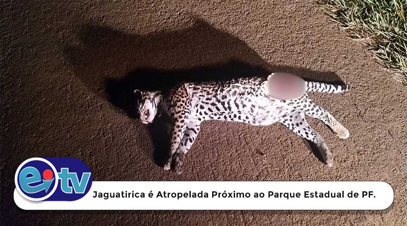 Triste Ocorrência na SP-215: Jaguatirica é Atropelada Próximo ao Parque Estadual de Porto Ferreira