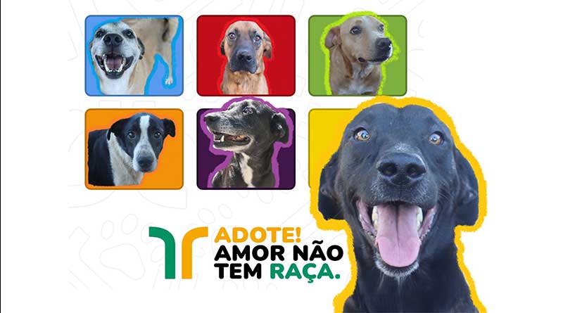 Arteris Intervias busca novos lares para cães resgatados nas rodovias