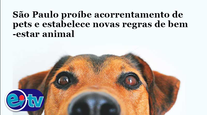 São Paulo proíbe acorrentamento de pets e estabelece novas regras de bem-estar animal