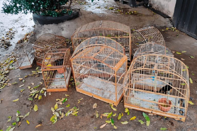 Polícia Ambiental apreende 12 Aves Silvestres Mantidas Ilegalmente em Cativeiro  [...]
