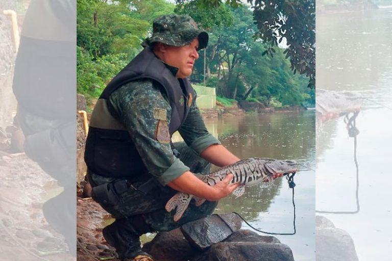 Polícia Militar Ambiental Flagra Pesca Predatória Durante a Piracema em Cachoeir [...]