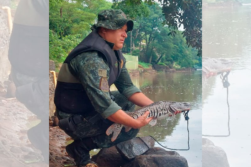 Polícia Militar Ambiental Flagra Pesca Predatória Durante a Piracema em Cachoeira de Emas em Pirassununga