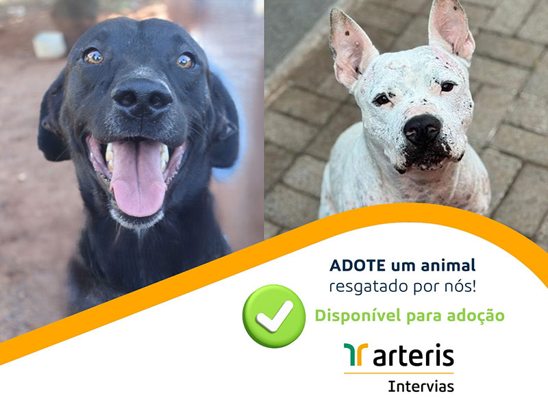 Arteris Intervias promove Feira de Adoção de cães resgatados neste sábado (22), em Descalvado (SP)