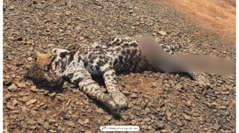 Jaguatirica é encontrada morta após atropelamento na Estrada Rafael Rosolém, em  [...]