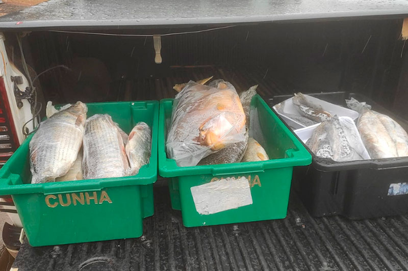 Polícia Ambiental Apreende Mais de 40 Kg de Pescado sem Declaração de Estoque em [...]