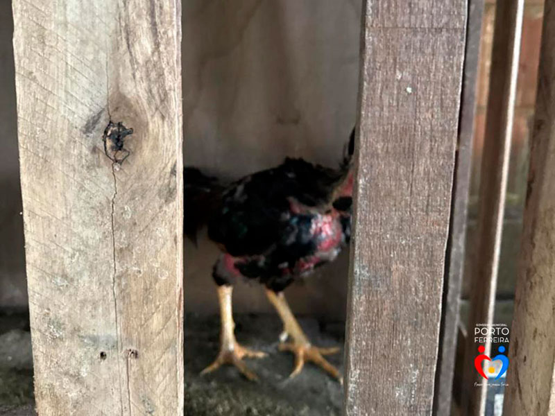 Semaz e GCM atendem denúncia e identificam suposta rinha de galos no Jardim Sant [...]