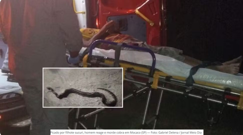 Picado por filhote sucuri, homem reage e morde cobra no interior de SP
