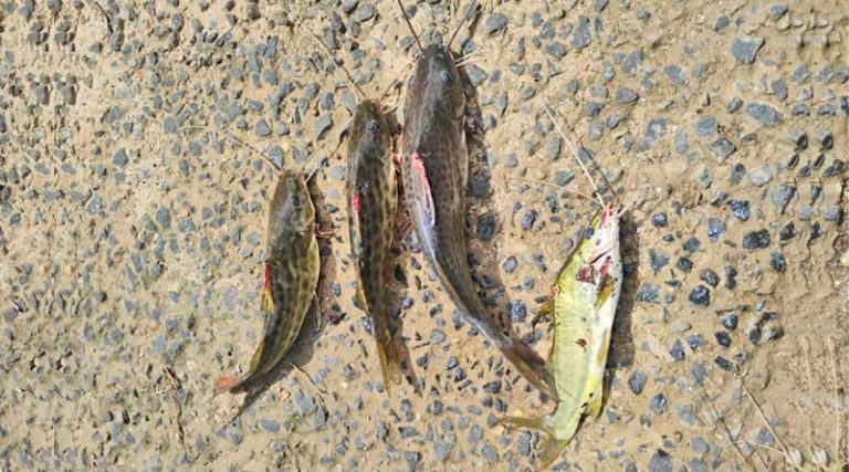 Multa de R$ 4,3 mil: Polícia Militar Ambiental autua pescadores por pesca ilegal [...]