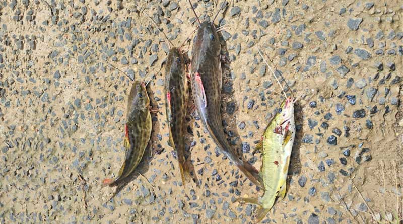 Multa de R$ 4,3 mil: Polícia Militar Ambiental autua pescadores por pesca ilegal durante a Piracema em Pirassununga