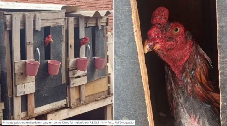 Homem é multado em R$ 73,5 mil por realizar rinha de galo no interior de SP