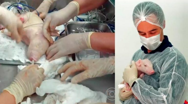 Primeiro porco clonado no Brasil nasce saudável em laboratório da USP