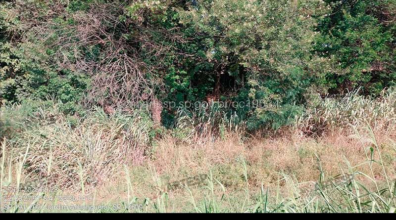 Corpo em decomposição é encontrado às margens da Rodovia Anhanguera, em Araras