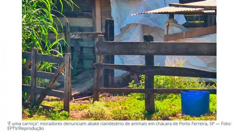 Cheiro de carniça, urubus e barulhos incomodam vizinhos de abatedouro clandestin [...]