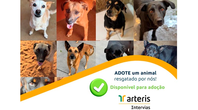 Arteris Intervias promove Feira de Adoção de cães resgatados neste sábado (20), em Descalvado (SP)