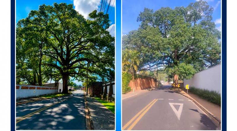 Jequitibá-branco é declarado patrimônio histórico, cultural, ambiental e paisagí [...]