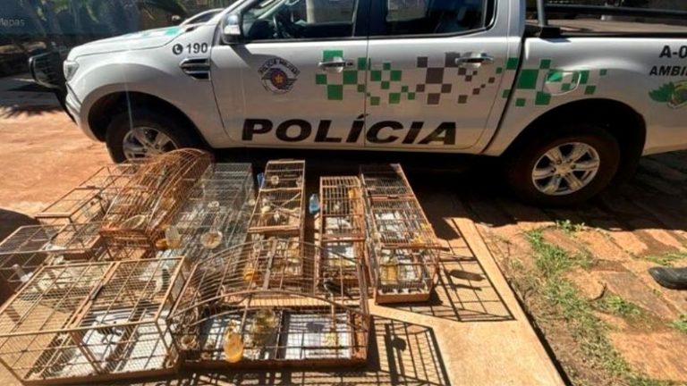 Polícia Ambiental aplica R$ 85 mil em multas e apreende 23 aves vítimas de maus- [...]