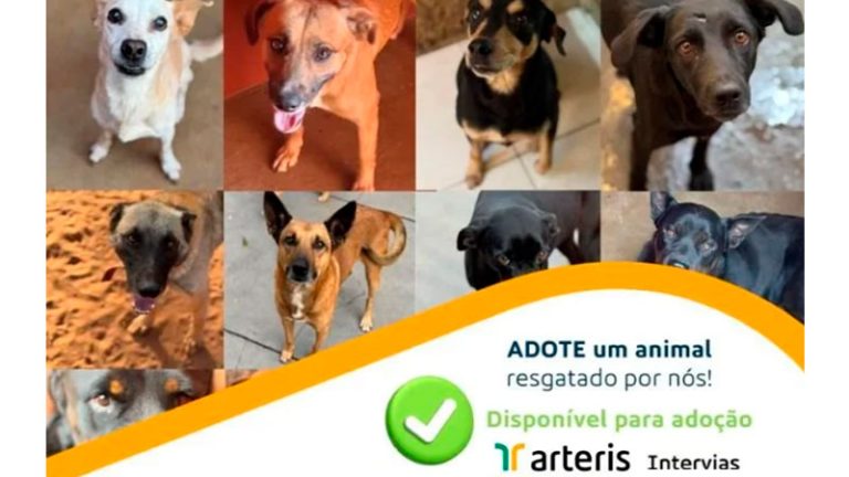 Arteris Intervias promove feira de adoção de cães resgatados em rodovias no sába [...]