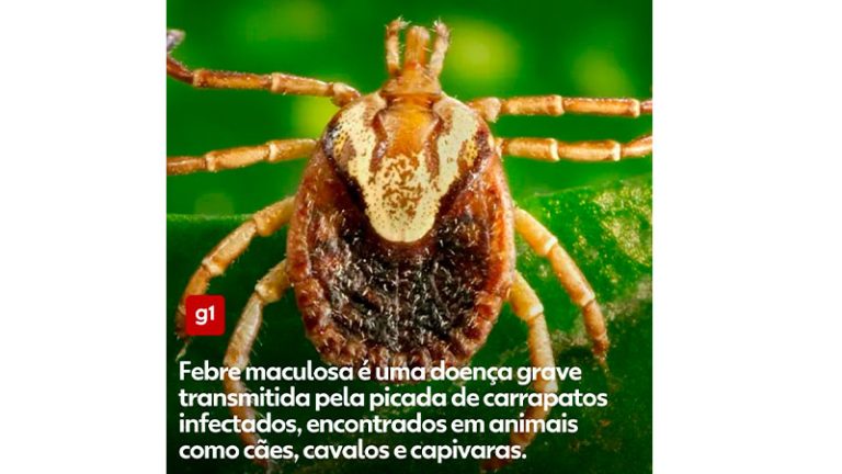 Febre maculosa mata 4 pessoas em 7 meses no interior de SP; 3 vítimas eram crian [...]