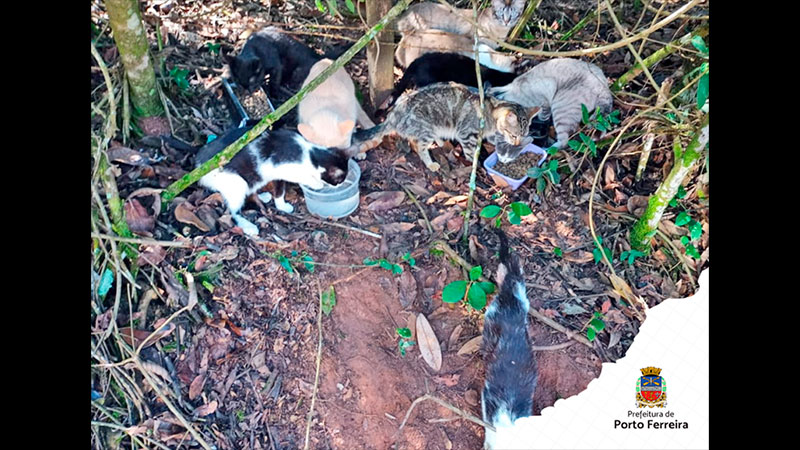 Polícia Ambiental gera multa de R$ 54 mil por maus-tratos e abandono de animais em área próxima ao Parque Estadual